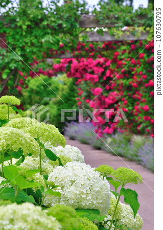 Roses at Mitsuke English Garden (Niigata Prefecture) 107630795