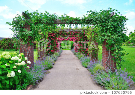 Roses at Mitsuke English Garden (Niigata Prefecture) 107630796