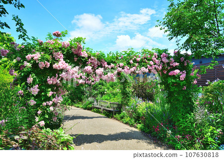 Roses at Mitsuke English Garden (Niigata Prefecture) 107630818