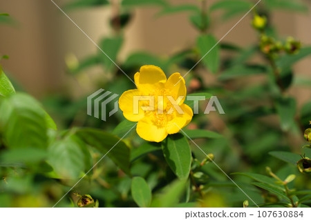 初夏盛開黃色大花的金百合 初夏盛開黃色大花的金百合 107630884