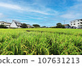 Rice field in residential area 107631213