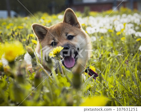 Portrait of cute Shiba Inu small dog puppy. Dogecoin. Red-haired Japanese dog smile portrait 107631251