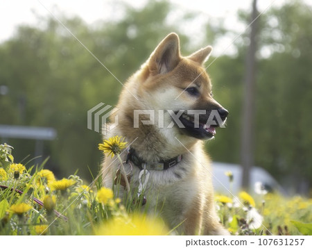 Portrait of cute Shiba Inu small dog puppy. Dogecoin. Red-haired Japanese dog smile portrait Portrait of cute Shiba Inu small dog puppy. Dogecoin. Red-haired Japanese dog smile portrait 107631257