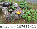 Chrysanthemum fungus 107631411