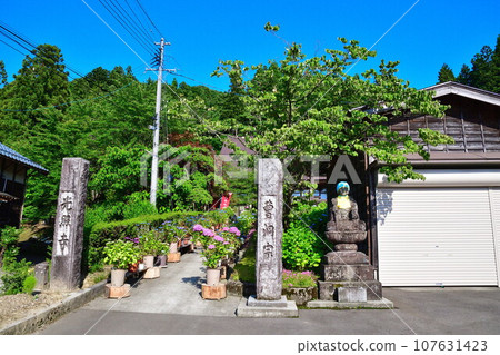 Koshoji Temple Hydrangea (Niigata Prefecture) Koshoji Temple Hydrangea (Niigata Prefecture) 107631423