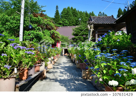 興勝寺繡球花（新潟縣） 107631429