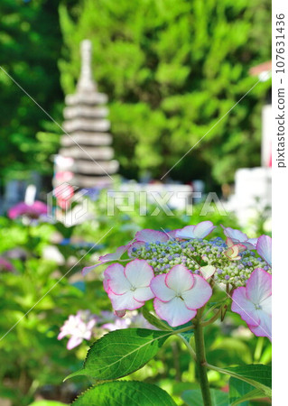 興勝寺繡球花（新潟縣） 107631436