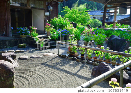 Koshoji Temple Hydrangea (Niigata Prefecture) 107631449