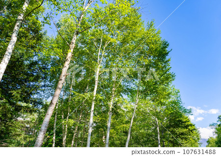 Shirokane, Biei-cho, Hokkaido, white birch in the blue pond 107631488
