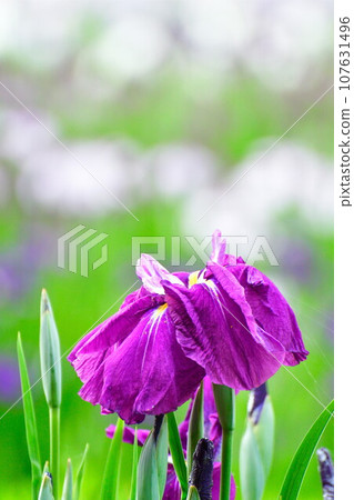 Shirasagi Forest Park Iris Garden (Niigata Prefecture) 107631496