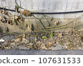 Withered plant vine wrapped around an old wall 107631533