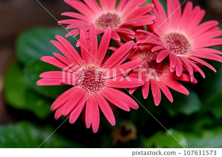 Red Gerbera Red Gerbera 107631573