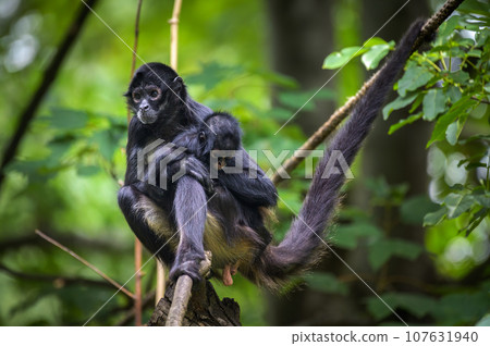 Geoffroy's Spider Monkey and its baby 107631940