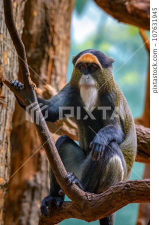 De Brazza's Monkey sitting on a tree De Brazza's Monkey sitting on a tree 107631945