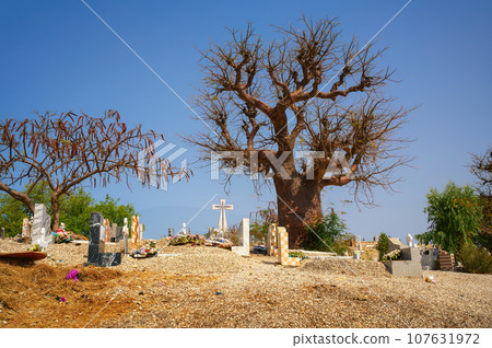Fadiouth shell island cemetery in Senegal with a baobab tree 107631972