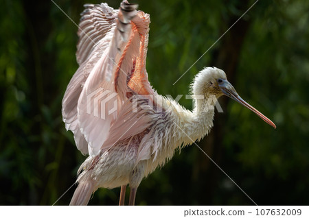 Portrait of Roseate Spoonbill also known as Platalea Ajaja Portrait of Roseate Spoonbill also known as Platalea Ajaja 107632009
