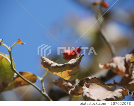 withered leaves of dogwood 107632078