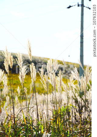 Susuki swaying in the wind 107632103