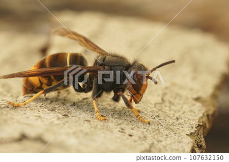 Closeup on a worker of the invasive Asian hornet pest species, Vespa velutina, a major threat for beekeeping 107632150