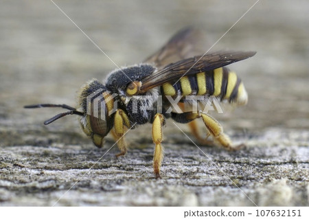 Lateral closeup on a female of the Grohmann's Yellow-Resin Bee, Icteranthidium grohmanni 107632151