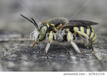 Closeup on a Lot's Woolcarder, Anthidium loti from the Gard, France Closeup on a Lot's Woolcarder, Anthidium loti from the Gard, France 107632159