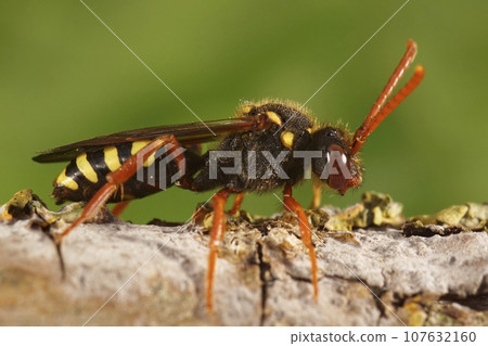 Closeup of a colorful red female orange horned nomad cuckoo bee, Nomada fulvicornis, sitting on wood 107632160