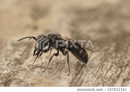 Closeup on a dark black male Giant furrow bee, Lasioglossum majus with it's impressive large jaws Closeup on a dark black male Giant furrow bee, Lasioglossum majus with it's impressive large jaws 107632161