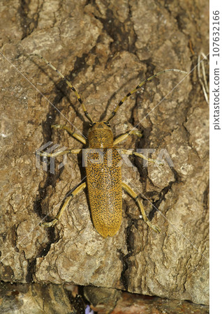 Vertical closeup shot of a large, lightbrown Poplar Longhorned Beetle, Saperda Carcharias sitting on wood 107632166