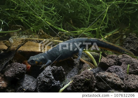 Closeup on the endangered Chinese Blue-tailed chuxiong, fire-bellied newt, Cynops or Hypesolotriton cyanurus Closeup on the endangered Chinese Blue-tailed chuxiong, fire-bellied newt, Cynops or Hypesolotriton cyanurus 107632206