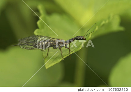 Selective focus closeup on a bizarre looking snake fly, Subilla confinis, sitting on a green leaf 107632210