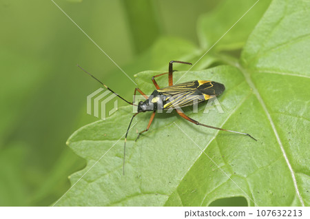 Closeup on the colorful adult Fine streaked bugkin, Miris striatus , sitting on an oak leaf 107632213