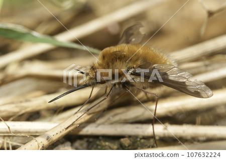 Closeup of the odd parasite , the dark-edged bee-fly , Bombyblius major, sitting on the ground Closeup of the odd parasite , the dark-edged bee-fly , Bombyblius major, sitting on the ground 107632224