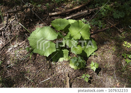 Closeup on an isolated White Butterbur plant, Petasites albus in he Austrian alps 107632233