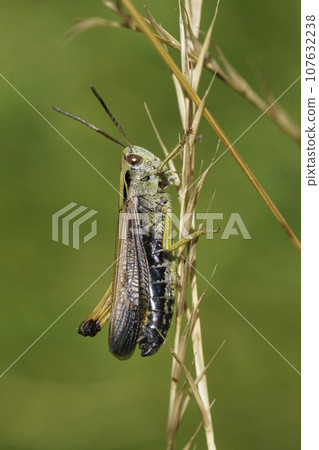 Vertical closeup on the European Common green grasshopper, Omocestus viridulus sitting on a grass straw Vertical closeup on the European Common green grasshopper, Omocestus viridulus sitting on a grass straw 107632238