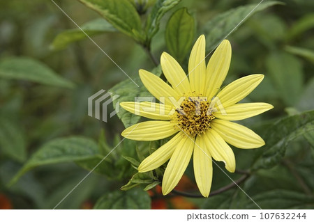 Closeup on a decentralized , bright yellow flowering swamp sunflower, Helianthus angustifolius flower in the garden Closeup on a decentralized , bright yellow flowering swamp sunflower, Helianthus angustifolius flower in the garden 107632244