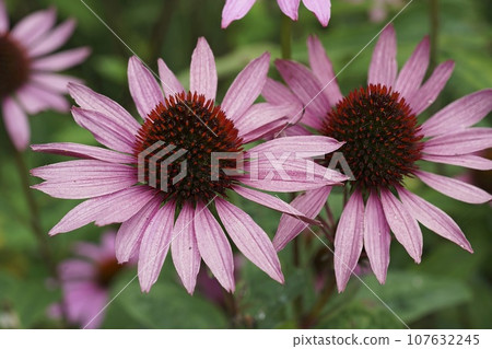 Closeup on two beautiful pink eastern purple coneflower, Echinacea purpurea , flowering Closeup on two beautiful pink eastern purple coneflower, Echinacea purpurea , flowering 107632245