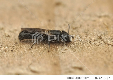 Closeup on a small dark, harebell carpenter-bee Chelostoma campanularum sitting on wood Closeup on a small dark, harebell carpenter-bee Chelostoma campanularum sitting on wood 107632247