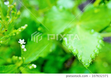 戶外雨滴濕透的綠色金銀花葉和小白花 戶外雨滴濕透的綠色金銀花葉和小白花 107632371