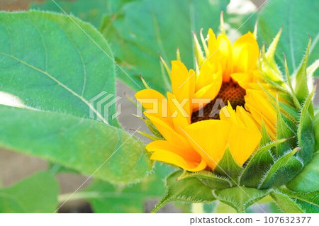 黃色向日葵光芒和綠花開始在戶外開放 黃色向日葵光芒和綠花開始在戶外開放 107632377