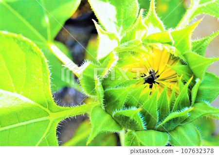向日葵花蕾和新葉開始在花園裡長出黃色花瓣狀的花朵 107632378
