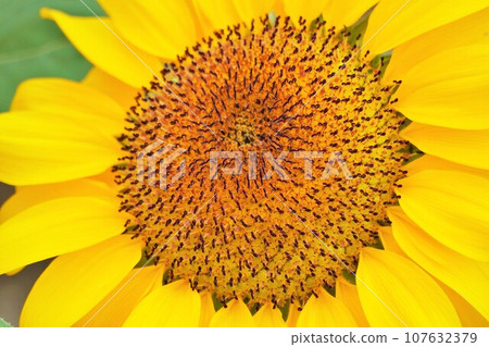 A cluster of open tubular flowers of a yellow sunflower blooming in the sun A cluster of open tubular flowers of a yellow sunflower blooming in the sun 107632379