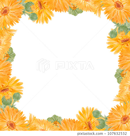 Frame of orange calendula officinalis. Watercolor hand drawn illustration. Botanical painting for labels, eco goods, textiles, natural herbal medicine, healthy tea, cosmetics and homeopatic remedies. 107632532