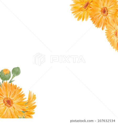 Frame of orange calendula officinalis. Watercolor hand drawn illustration. Botanical painting for labels, eco goods, textiles, natural herbal medicine, healthy tea, cosmetics and homeopatic remedies. Frame of orange calendula officinalis. Watercolor hand drawn illustration. Botanical painting for labels, eco goods, textiles, natural herbal medicine, healthy tea, cosmetics and homeopatic remedies. 107632534