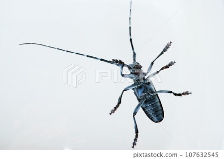 The underside of a black and white beetle beetle viewed from the ventral side on a white background The underside of a black and white beetle beetle viewed from the ventral side on a white background 107632545