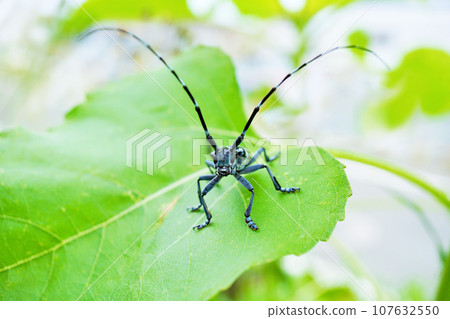黑白長耳甲蟲棲息在花園的向日葵葉上 107632550
