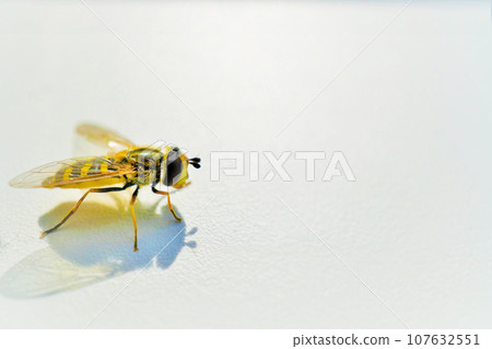 白色背景上有透明翅膀的黃色比目魚飛 107632551