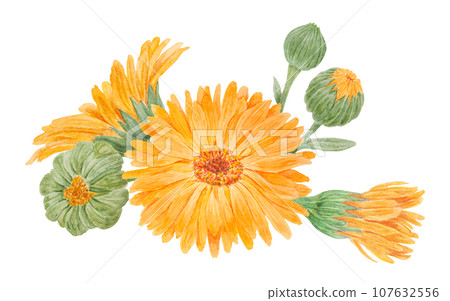 Boquet of orange calendula officinalis watercolor hand drawn illustrations. Botanical elements for labels, eco goods, textiles, natural herbal medicine, healthy tea, cosmetics and homeopatic remedies. Boquet of orange calendula officinalis watercolor hand drawn illustrations. Botanical elements for labels, eco goods, textiles, natural herbal medicine, healthy tea, cosmetics and homeopatic remedies. 107632556