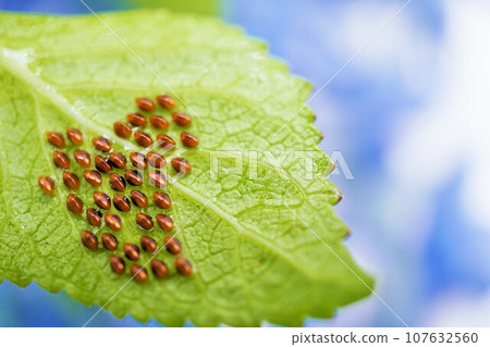 Beautiful eggs of the Physalis stink bug that shine copper-colored like lustrous jewels laid in abundance on the back of the leaves of blue-flowering hydrangeas. 107632560