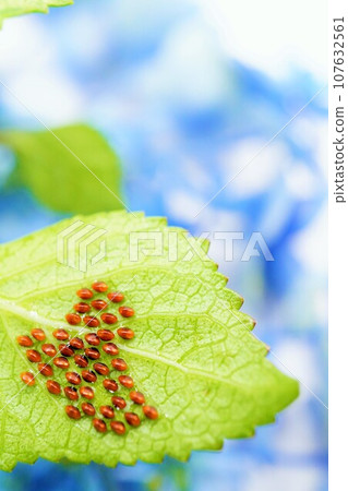 Beautiful brown and sparkling eggs of the Physalis stink bug laid in large numbers on the underside of the leaves of a blue-flowering hydrangea, vertical 107632561