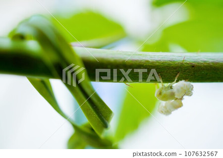 戶外覆盆子莖上捕獲的白色蓬鬆蝴蝶的白色蓬鬆幼蟲 戶外覆盆子莖上捕獲的白色蓬鬆蝴蝶的白色蓬鬆幼蟲 107632567